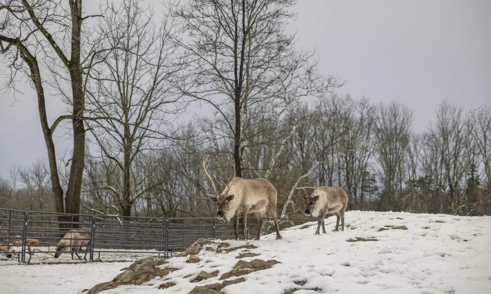 Reindeer standing in snowy field. 