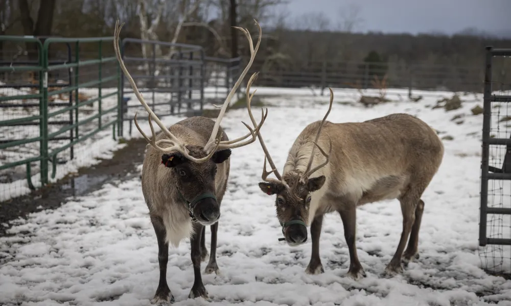 Reindeer standing in a snowy field. 