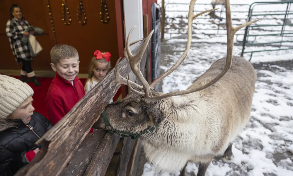 Children feeding reindeer through fence. 