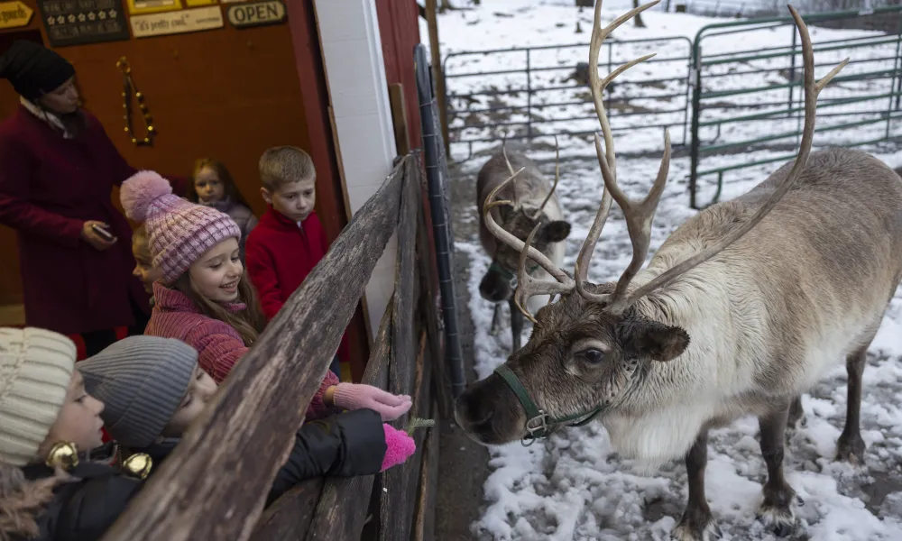 Children feeding reindeer. 