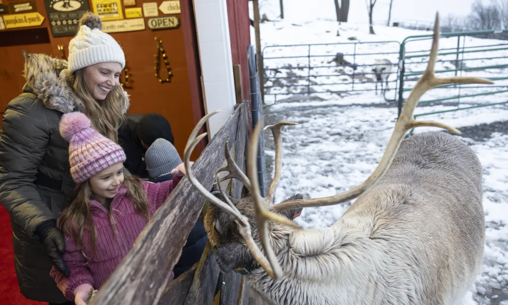 Woman and daughter feeding reindeer. 