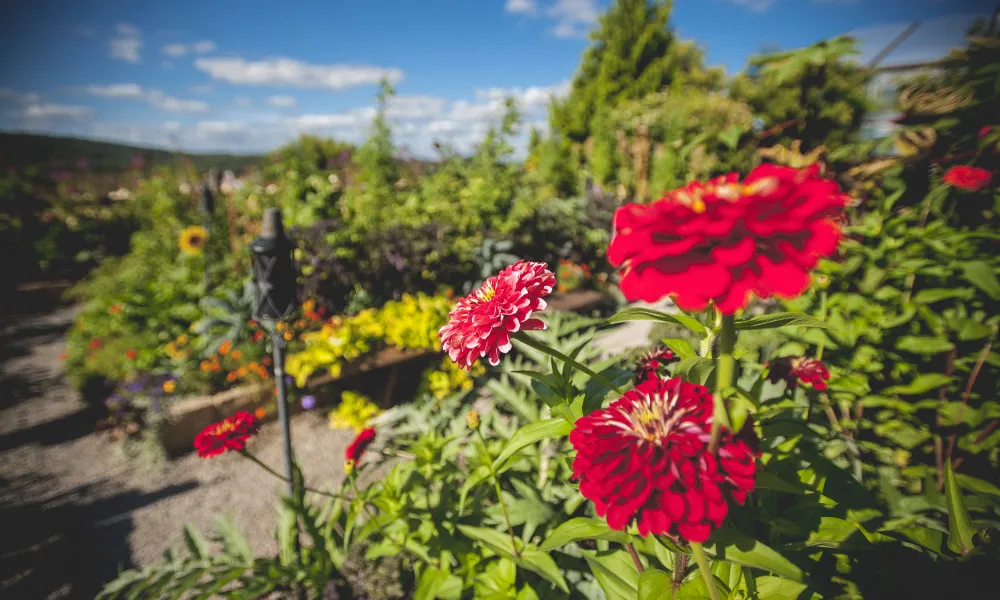 Beautiful red flowers in Chef's Garden