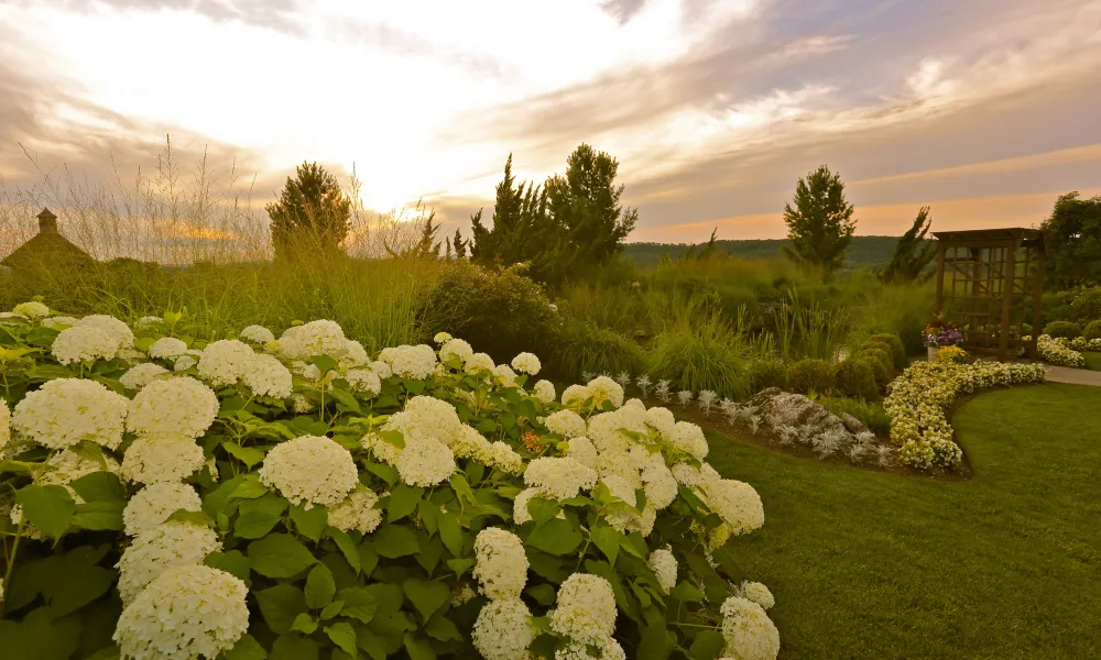 White floral shrubs on the grounds of Grand Cascades Lodge