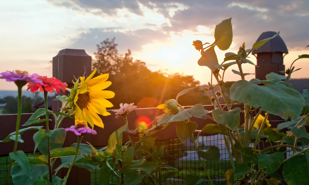 Flowers at sunset