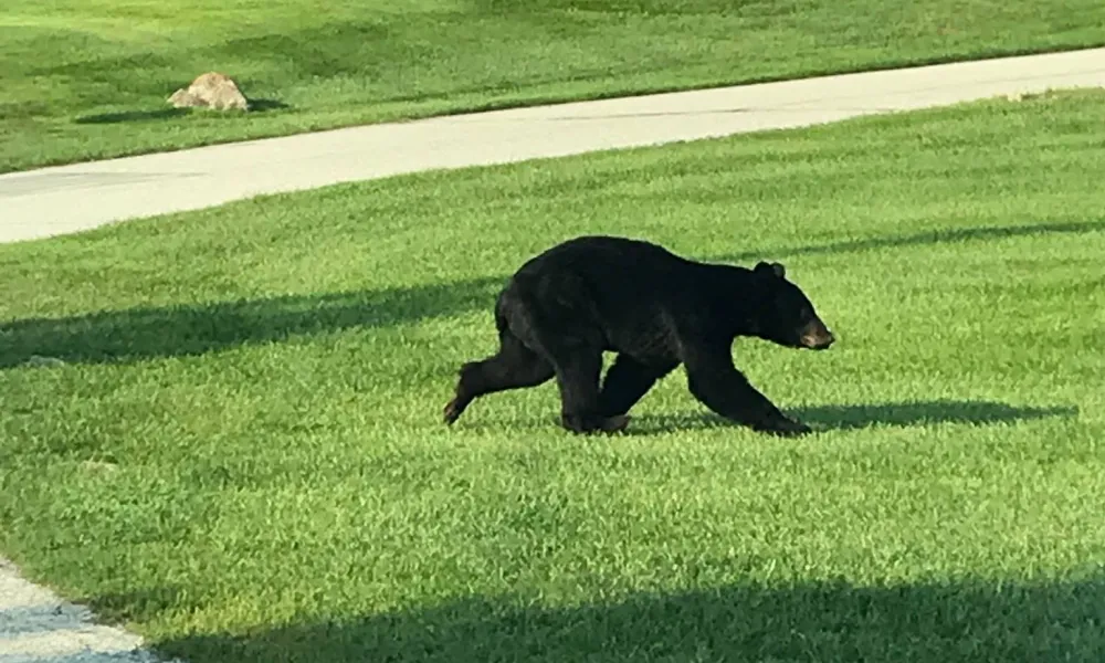 A black bear running across the grass at Black Bear Golf Club