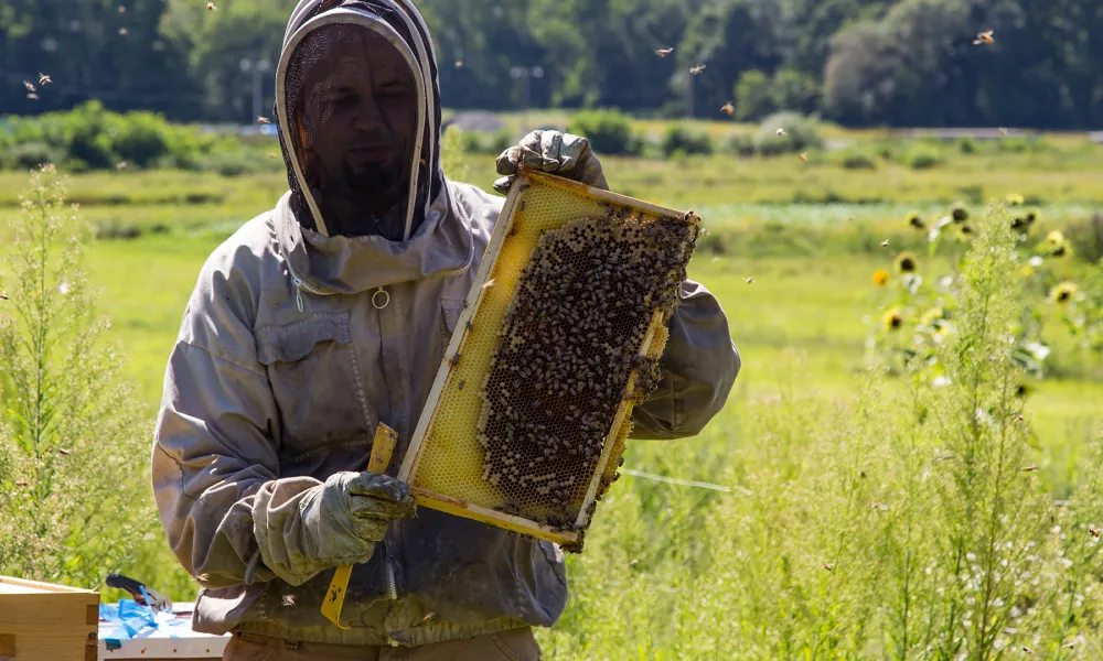 Beekeeping Maintenance