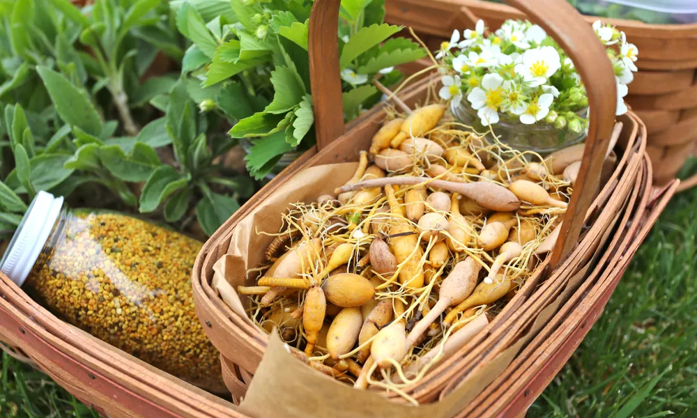 Foraging Fresh Ingredients