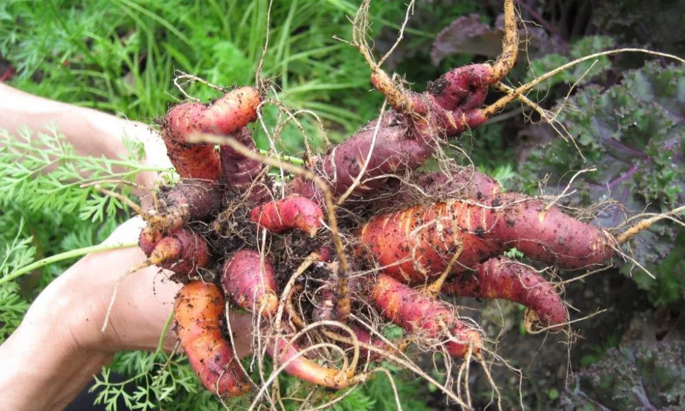 Fresh picked carrots from Chef's Garden