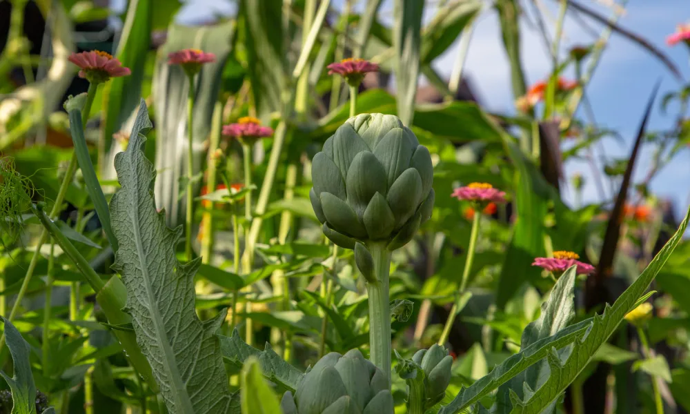 Artichokes growing in Chef's Garden