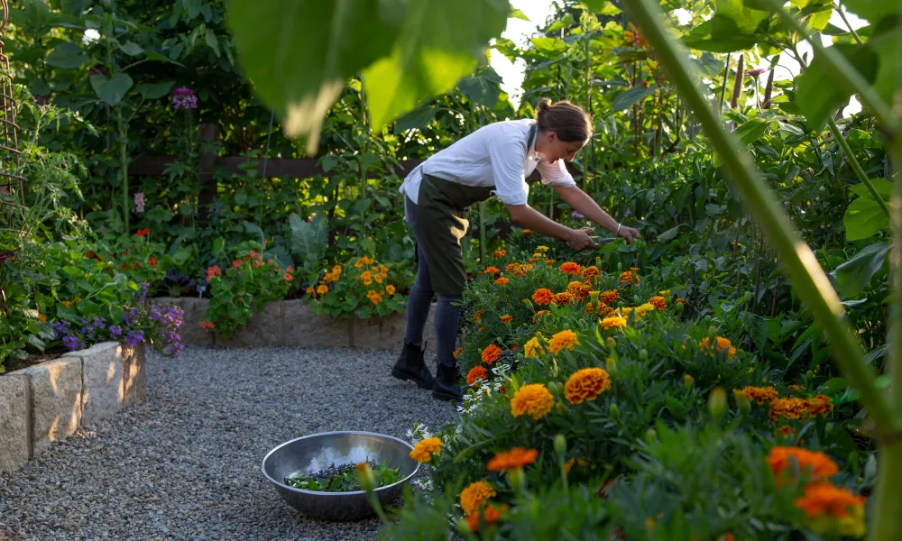 Chef fresh picking ingredients at Chef's Garden