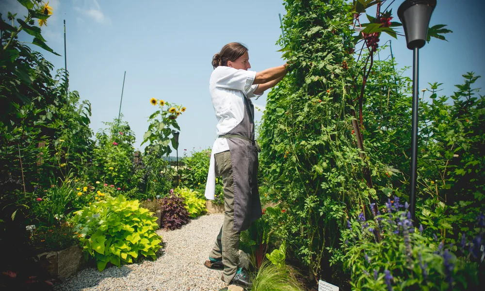 Chef picking fresh greens at Chef's Garden