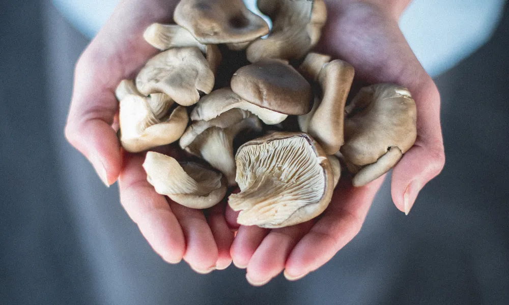 Foraged Mushrooms