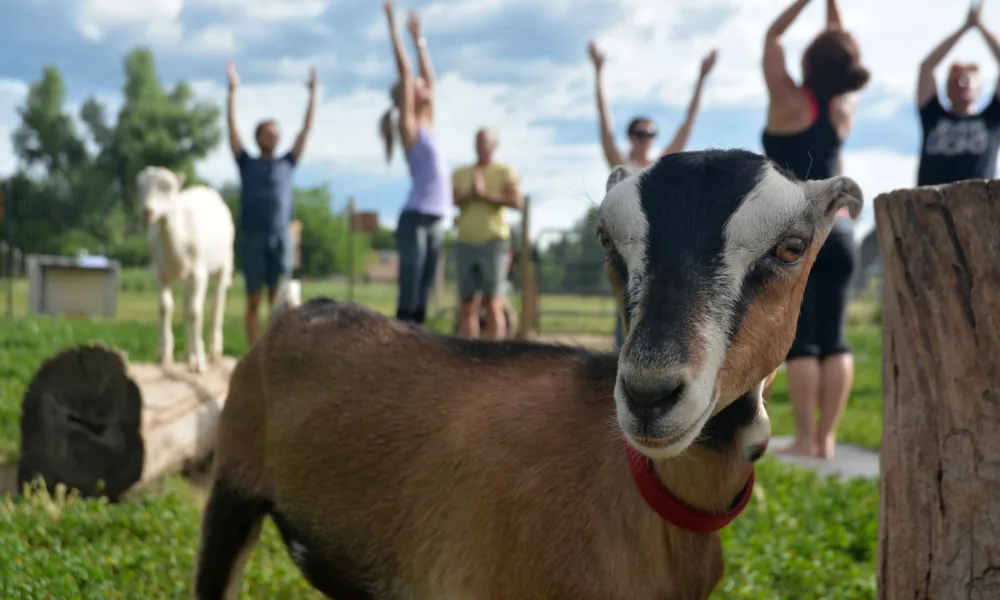 Close up of goat with people doing yoga in back.