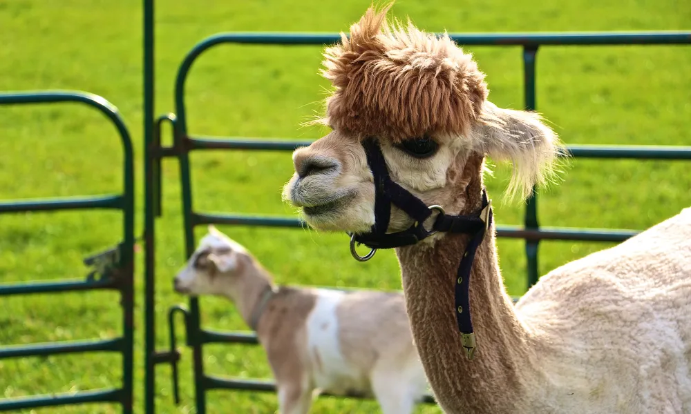 Llama in Petting Zoo