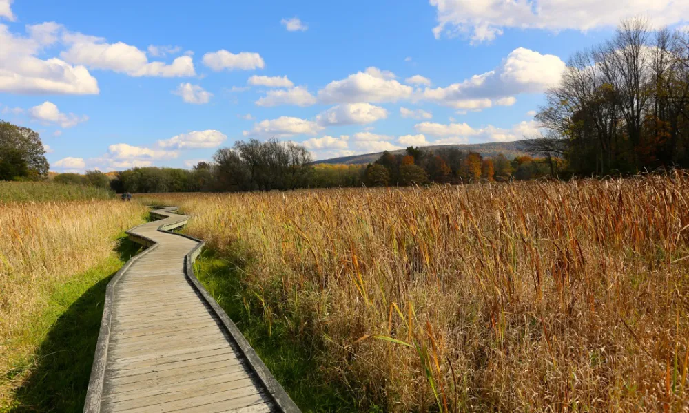 Appalachian Trail in fall