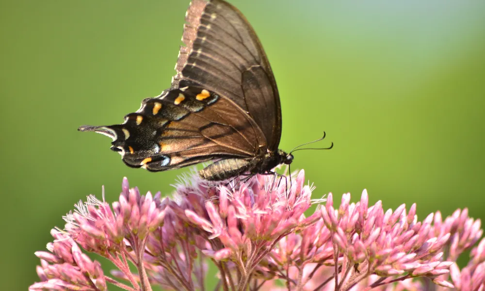 Butterfly sitting on flowers