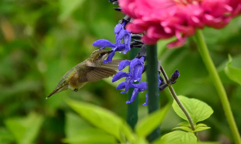 Bird flying next to purple flowers