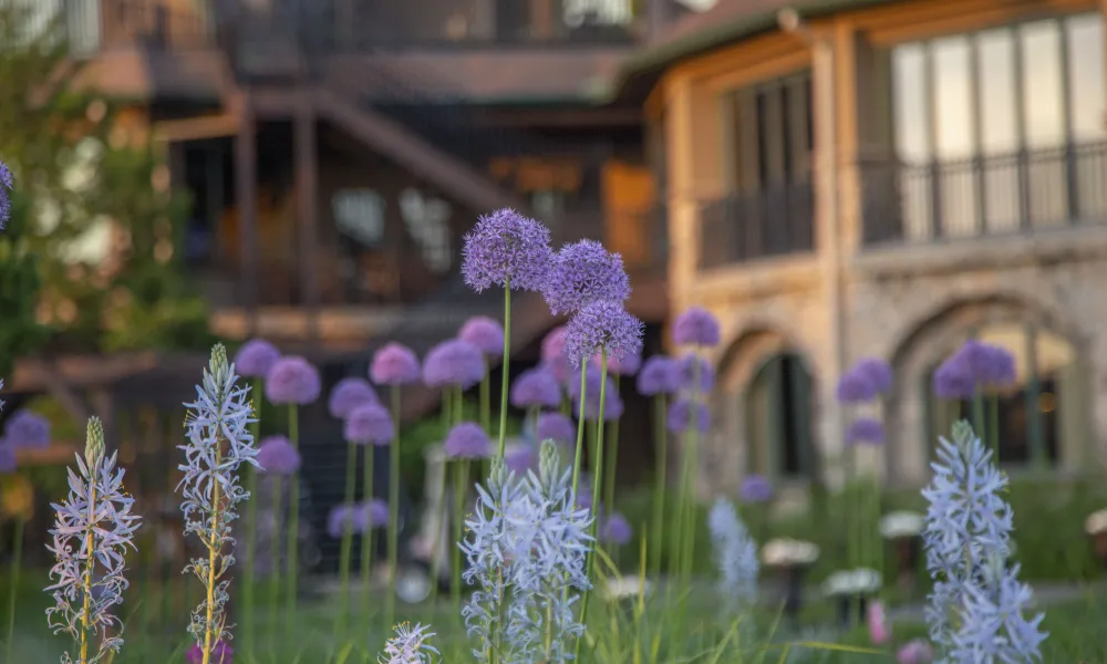 Purple flowers outside the clubhouse at Crystal Springs Resort in New Jersey