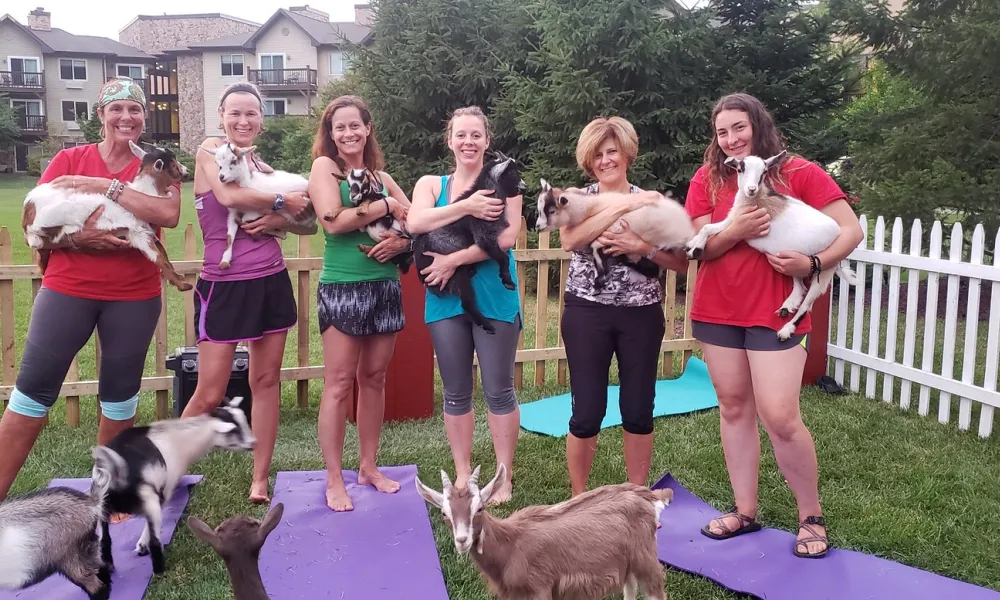 Group holding goats