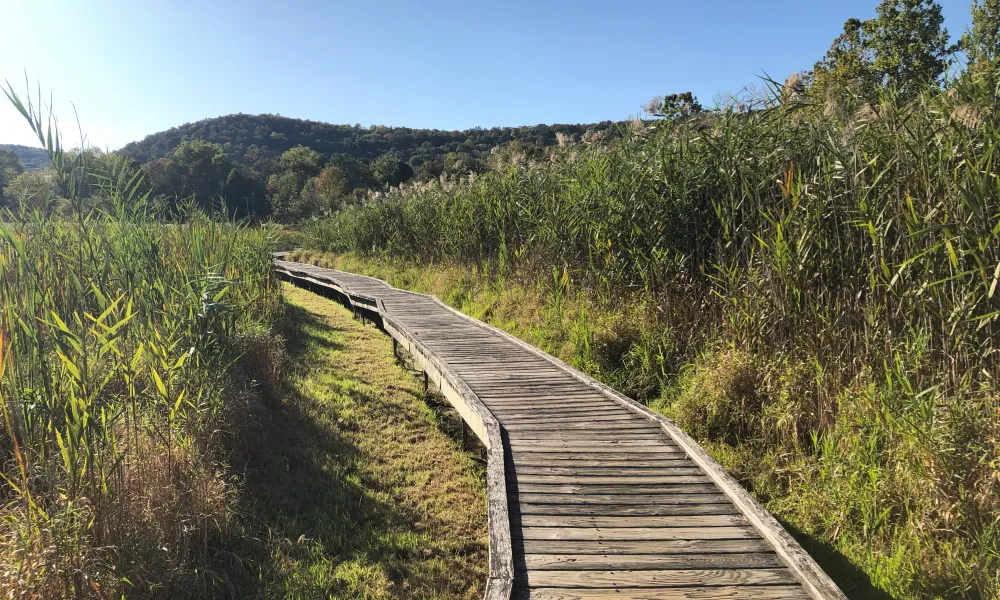 Appalachian trail in summer