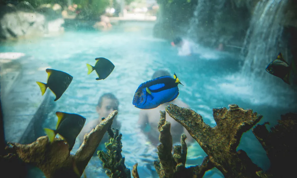 Tropical fish in Biosphere aquarium