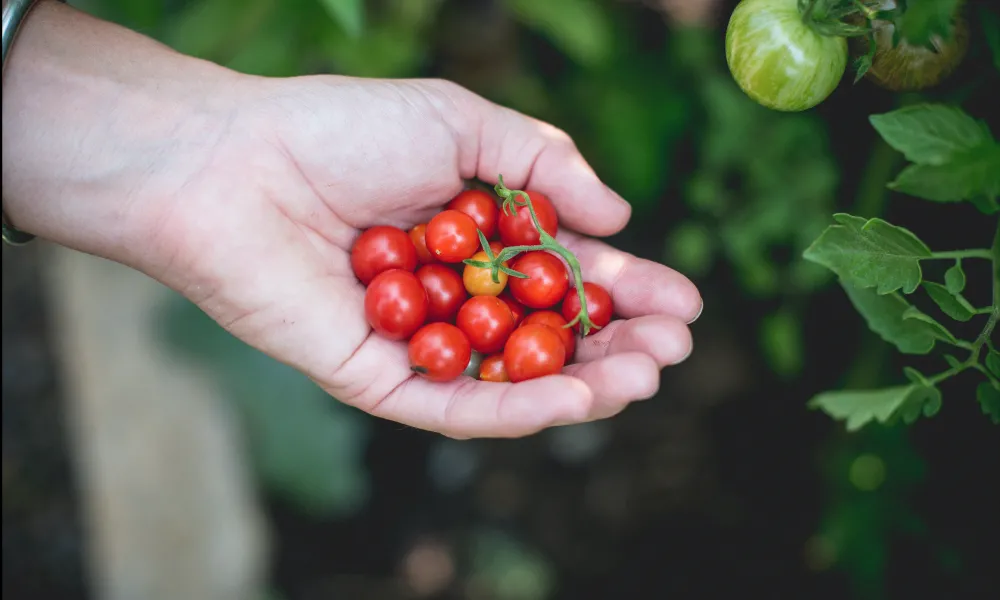 Handful of cherry tomatoes