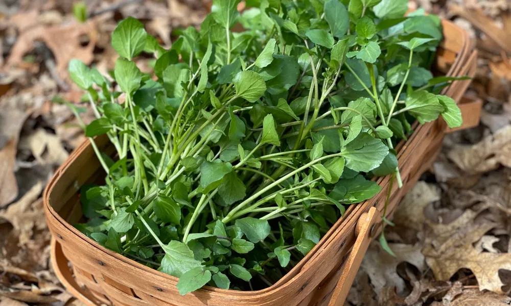 Watercress Spring fed