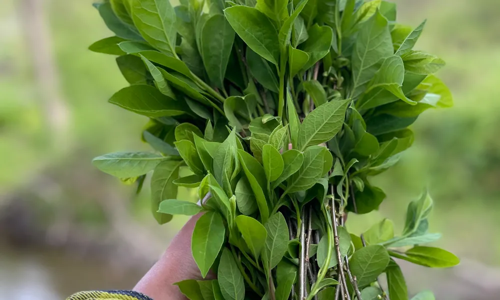 Spicebush Twigs