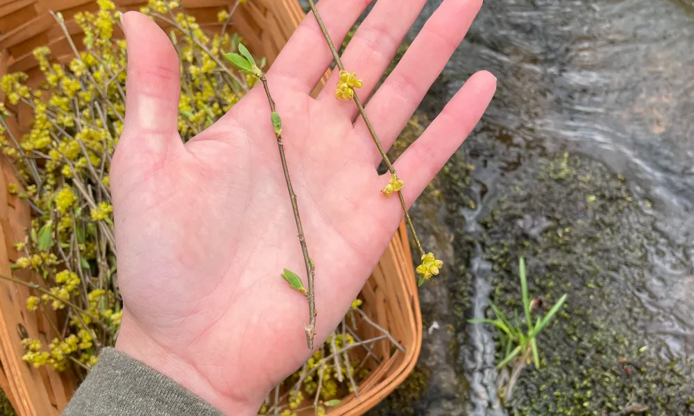 Spicebush Twigs