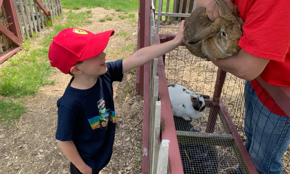 Young Child Petting Bunny