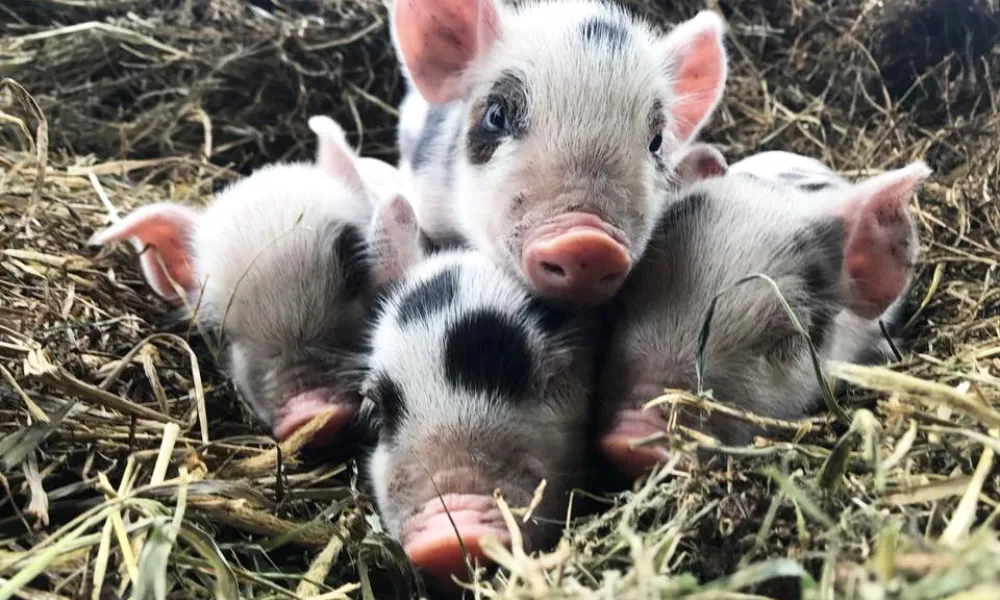 Pigs at Vernon Valley Farm