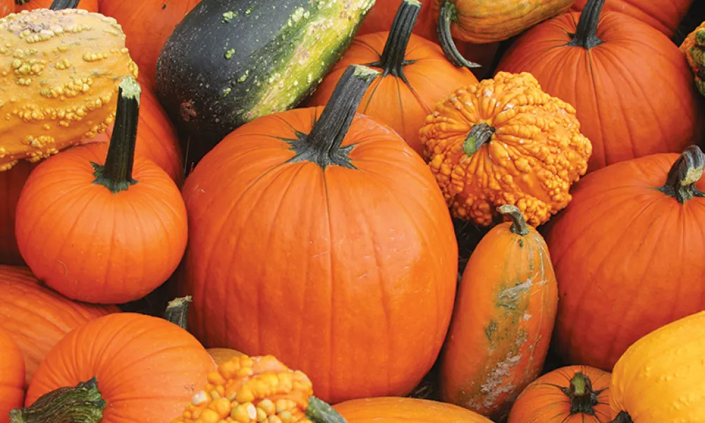 Array of pumpkins