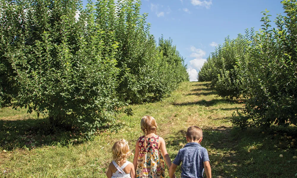 Young kids holding hands and walking through apple orchard