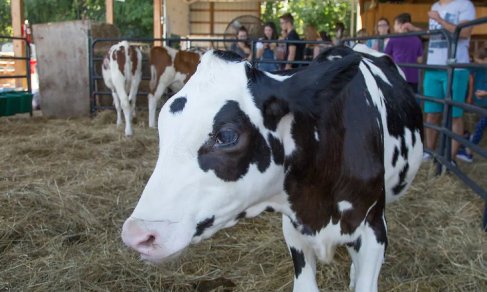 Cow at farm