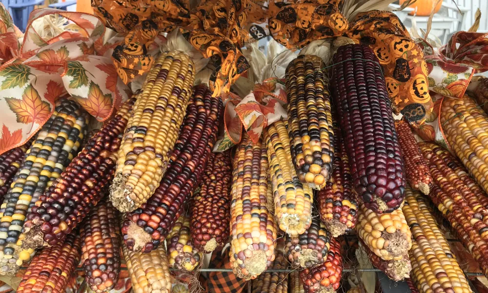 Multicolored corn