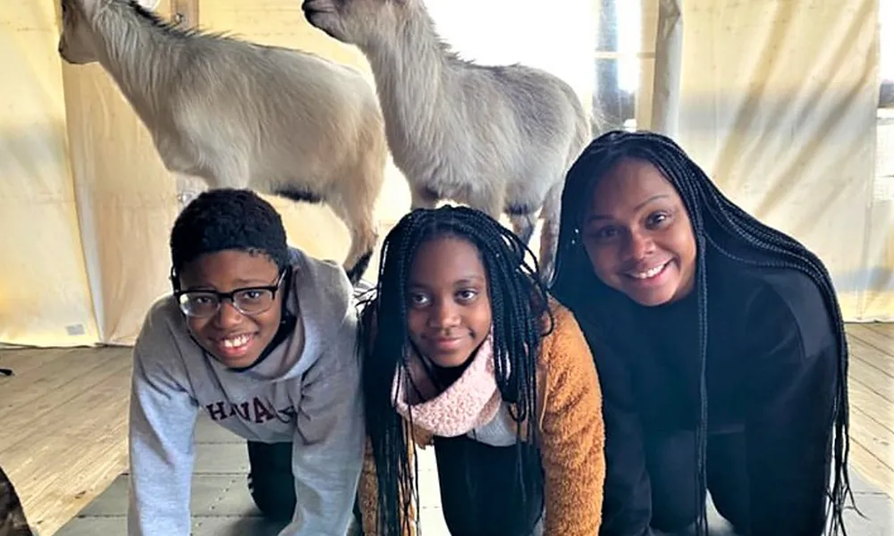 Group of people doing yoga with goats.