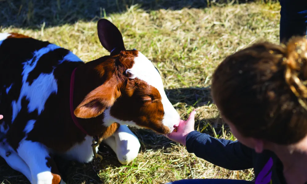 Girl feeding cow