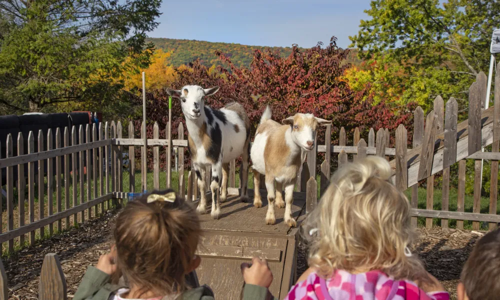 Children looking at goats at the Minerals Petting Zoo