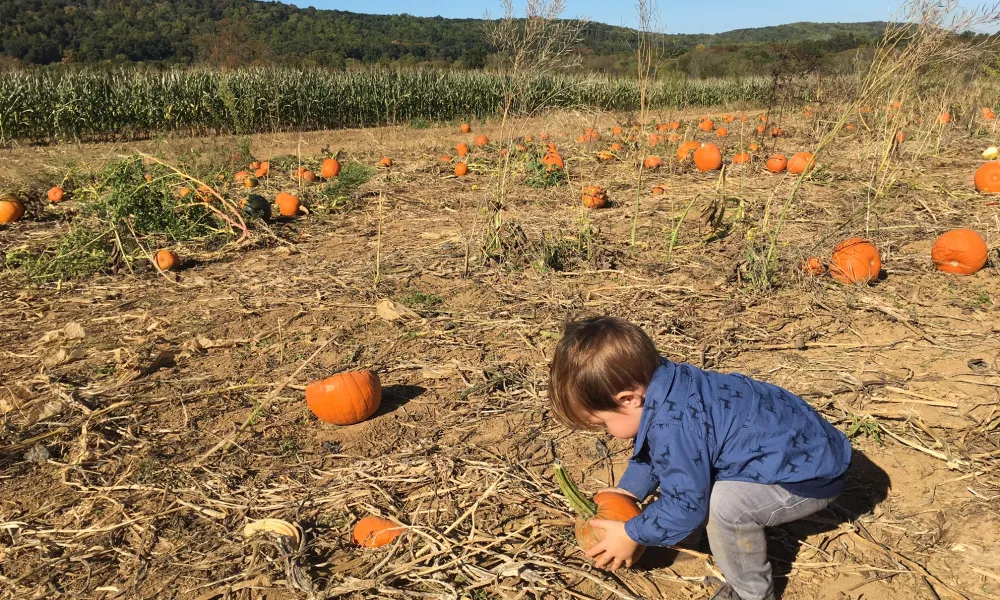 Little boy picking pumpkin at pumpkin patch