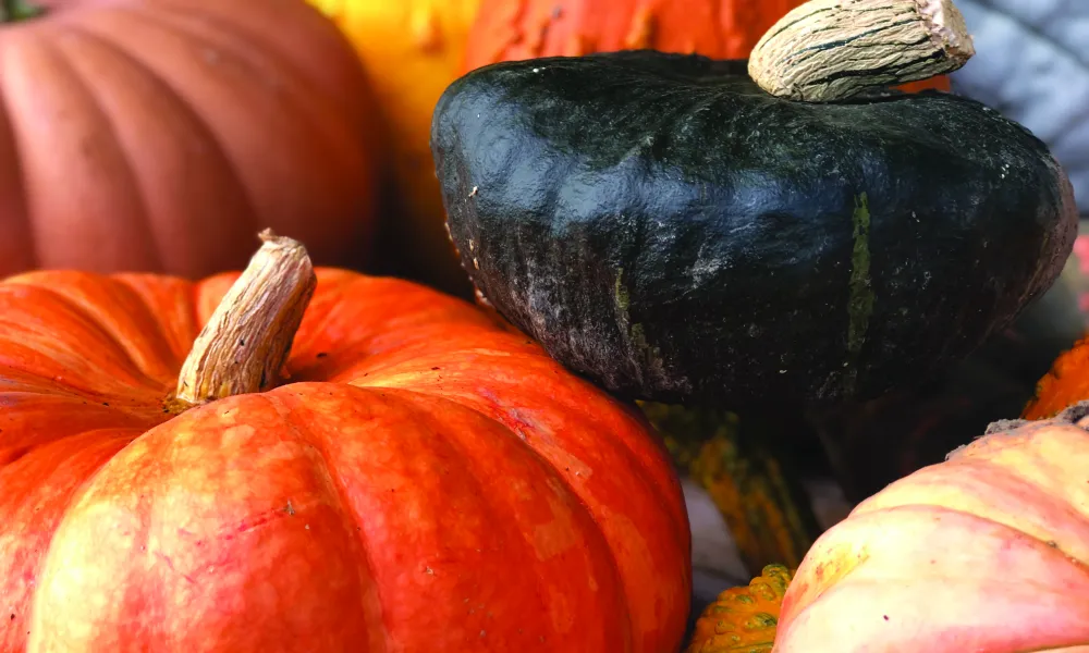 Array of pumpkins