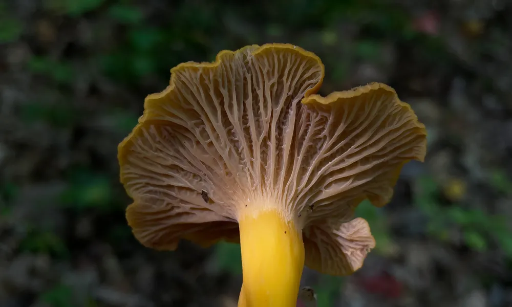 Yellowfoot Flame Colored Chanterelle