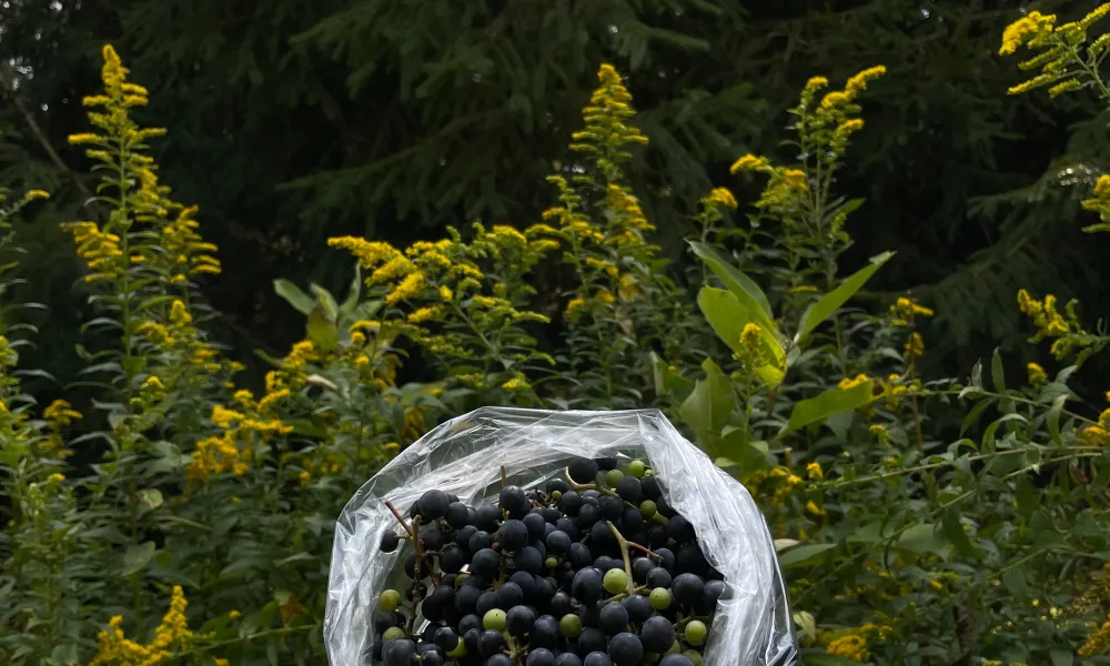 Wild Riverbank Grapes