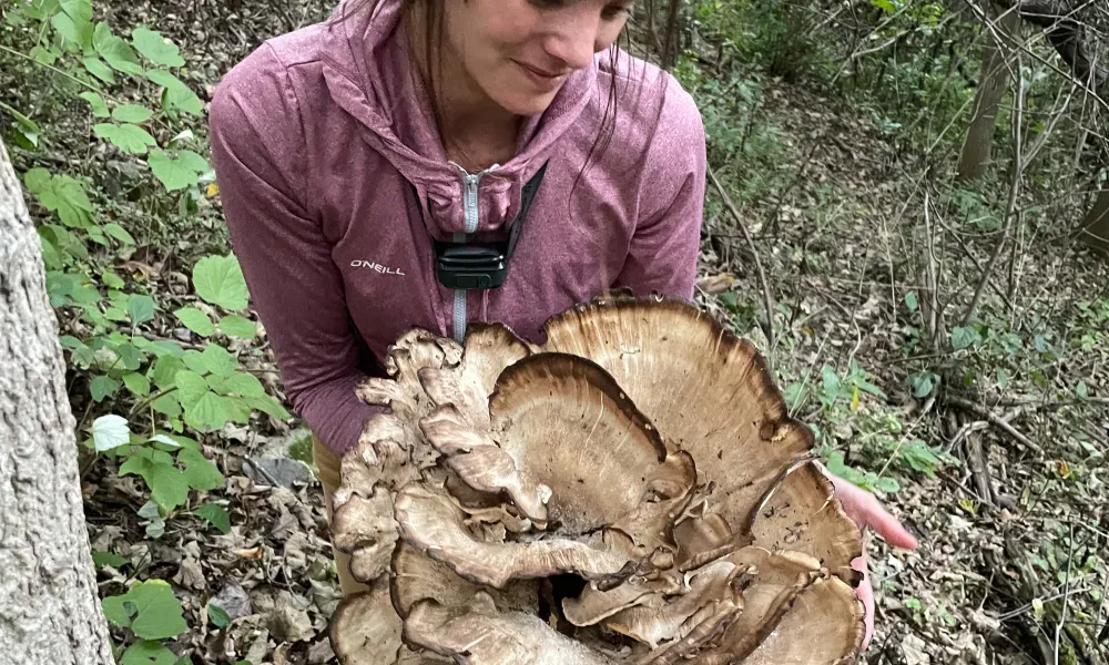 Black Staining Polypore