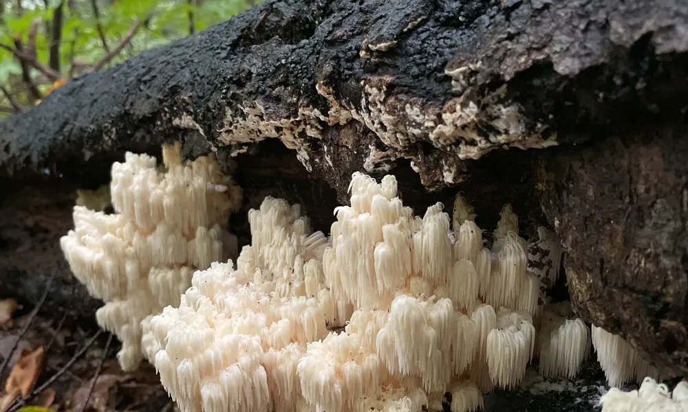 Bears Head Tooth Mushrooms