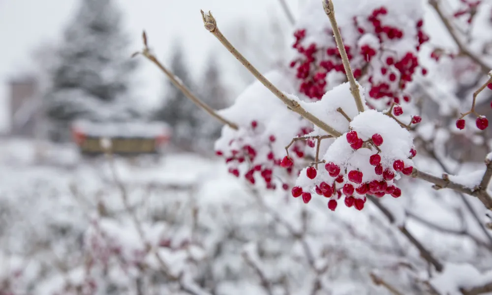 Red berry tree covered in snow