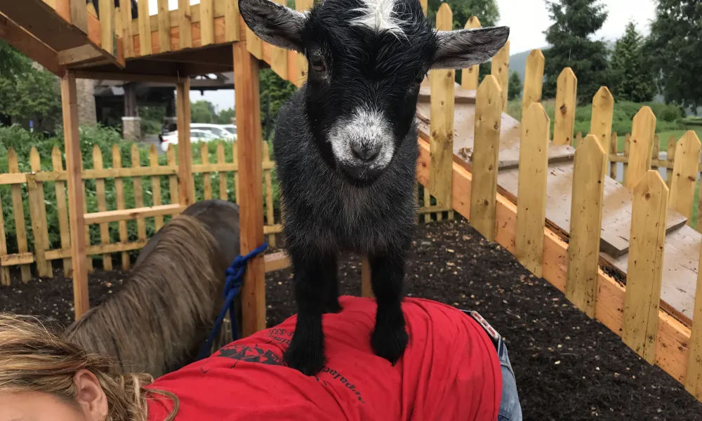 Small goat on woman's back during goat yoga.