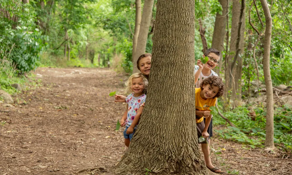 Four children peeking out from behind large tree.