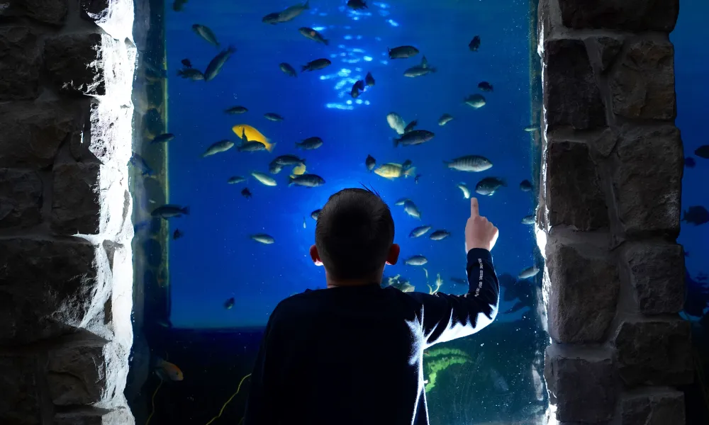 Child viewing underground aquarium at Minerals Hotel