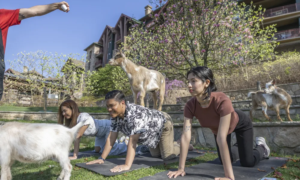 Goat Yoga at a resort close to NYC