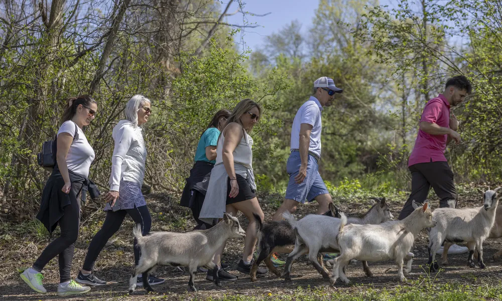 Group of people hiking with Goats at a resort close to NYC